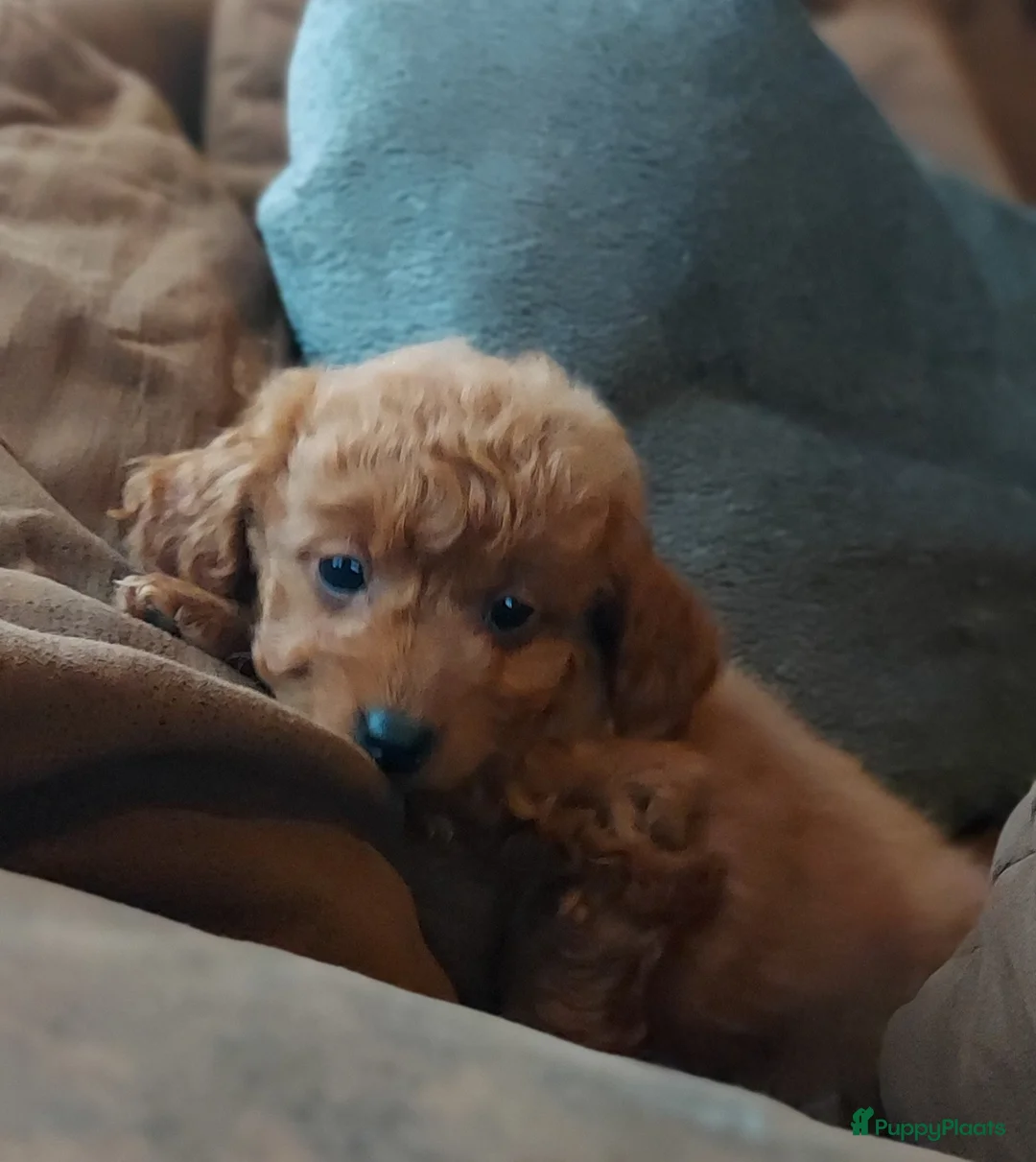 Maltipoo honden te koop: Maltipoo Reutje - Advertentie 1