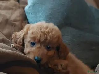 Maltipoo honden Maltipoo Reutje - Advertentie 3