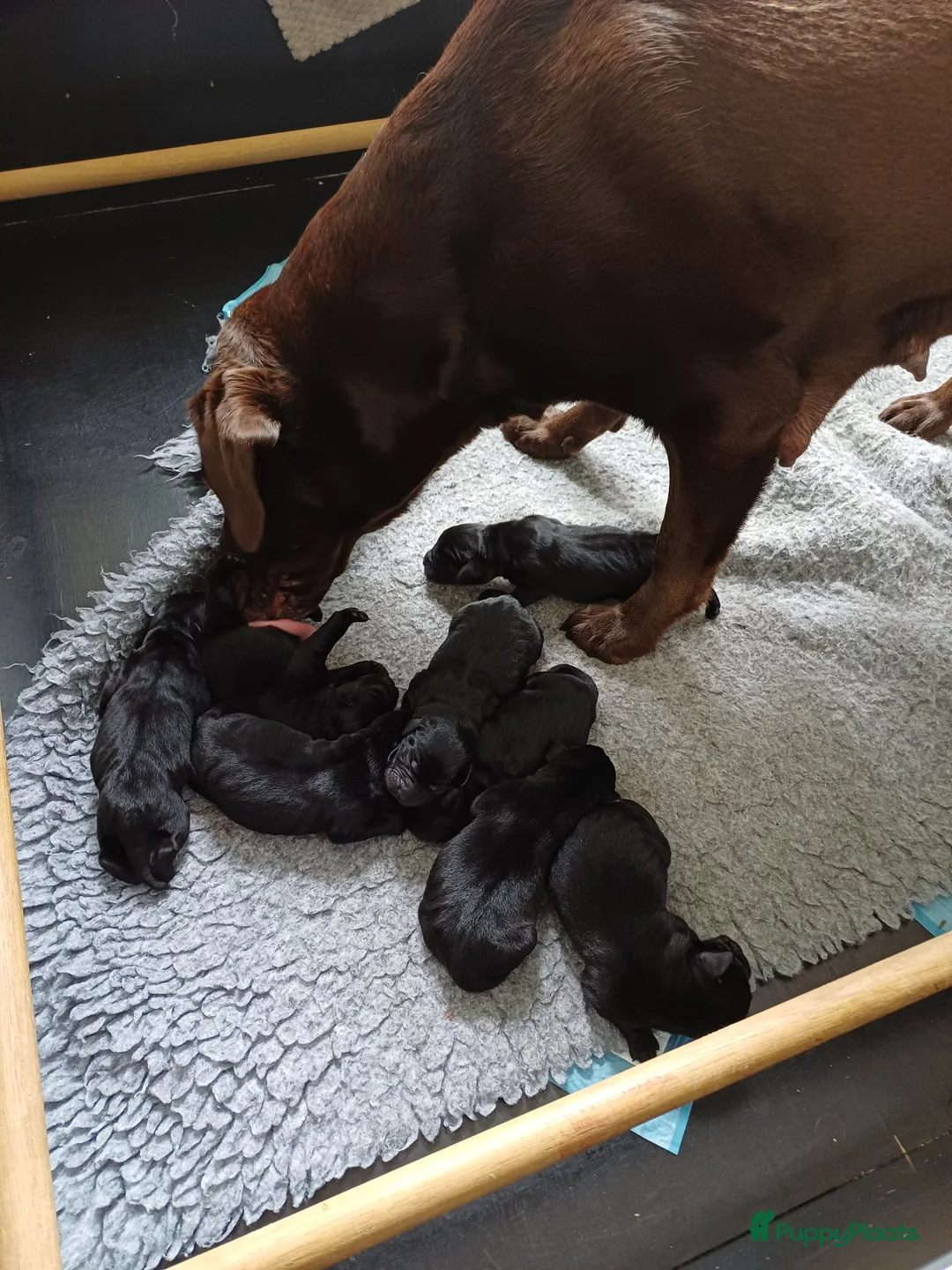 Labrador Retriever honden te koop: Labrador puppy's zwart - Advertentie 2