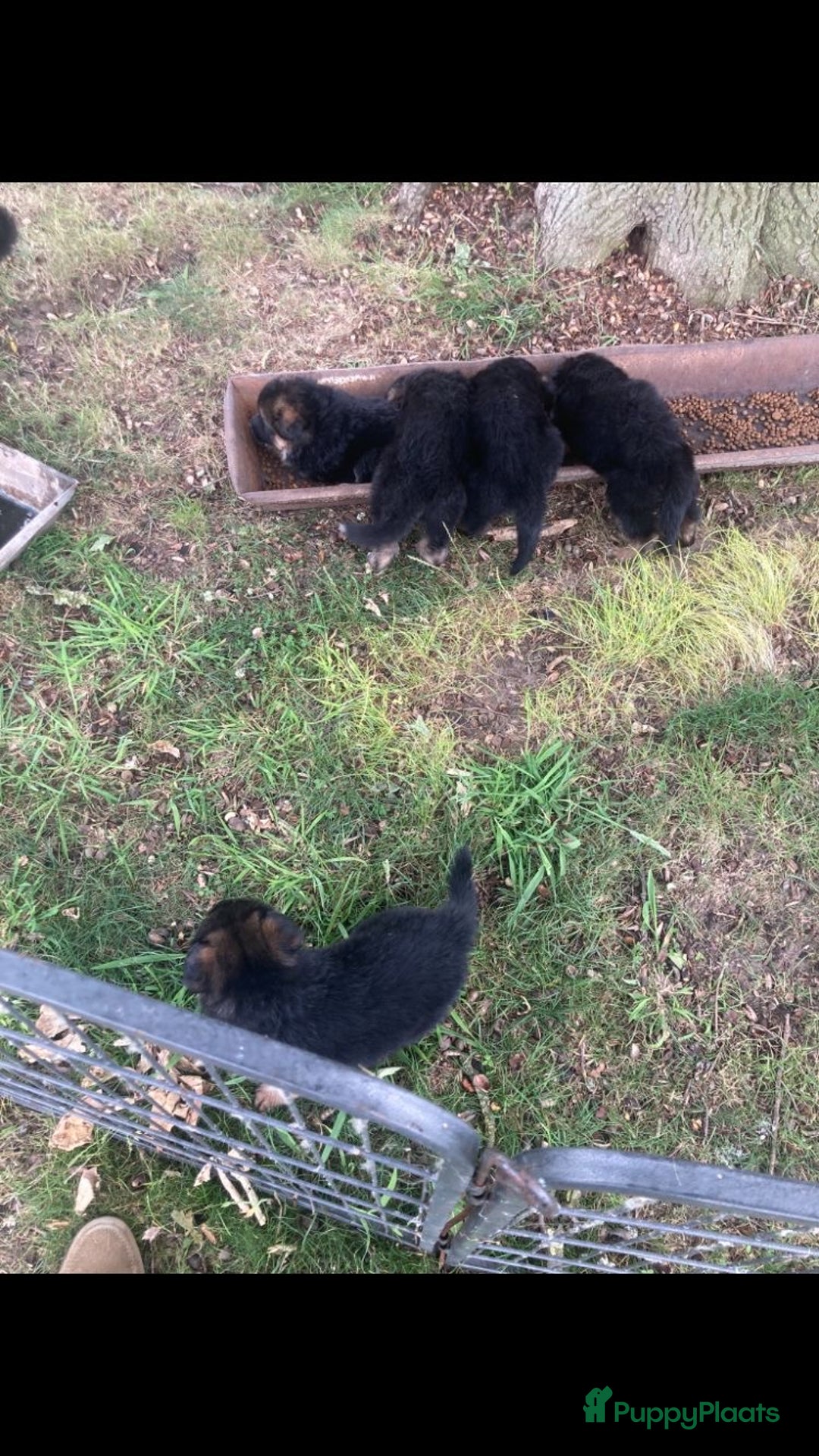 Duitse Herder honden te koop: Prachtige langharige Duitse herder met rechte rug - Afbeelding 3