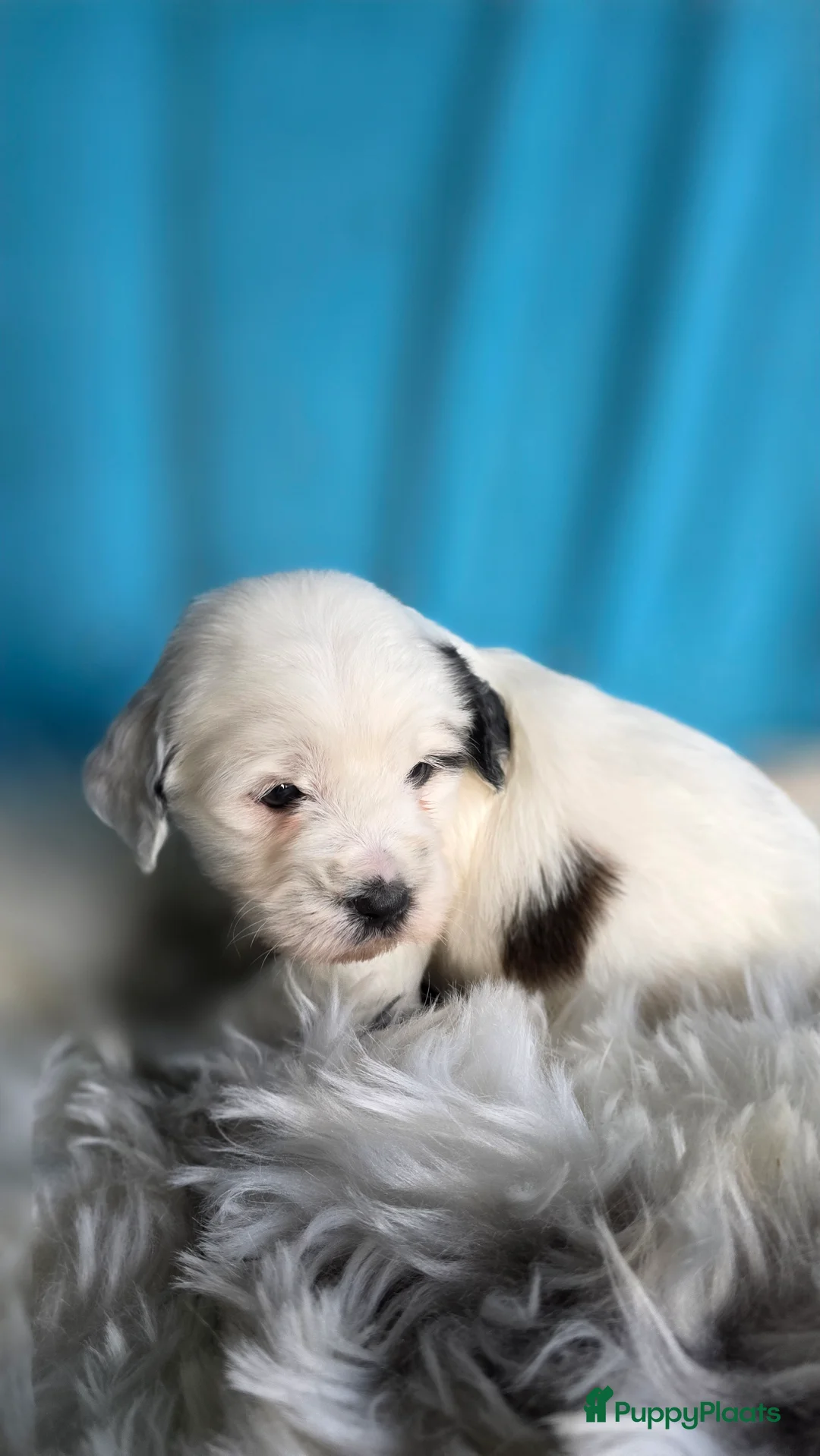 Tibetaanse Terriër honden te koop: Tibetaanse terrier pups FCI stamboom.  - Advertentie 4