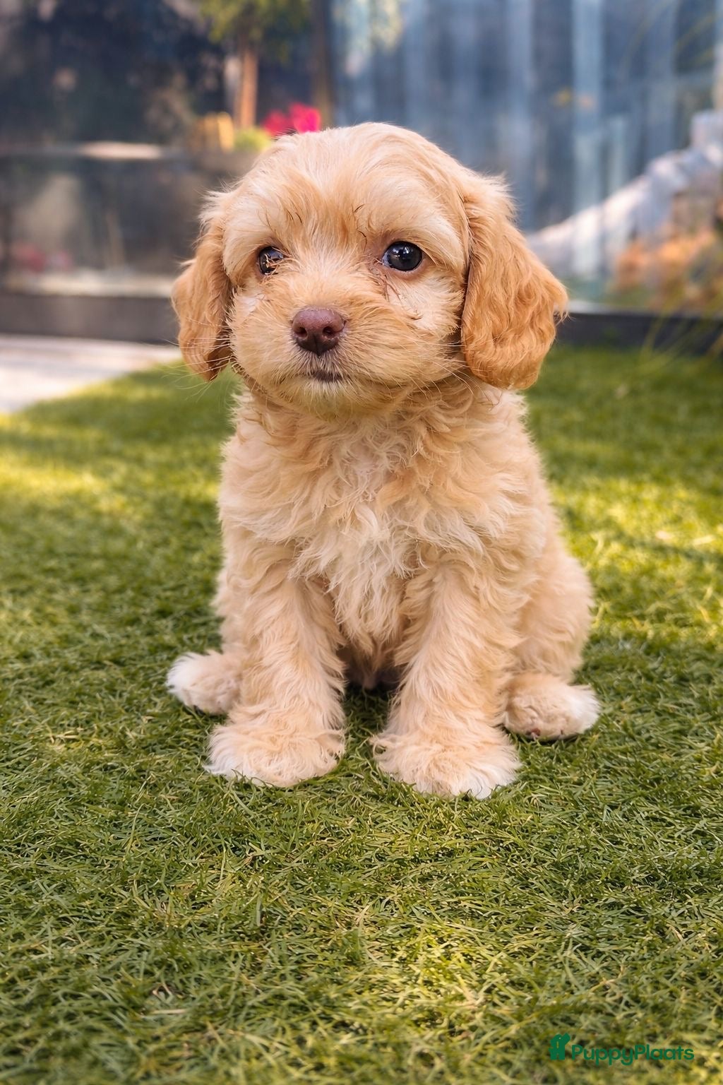Maltipoo honden Maltipoo pup - Advertentie 1