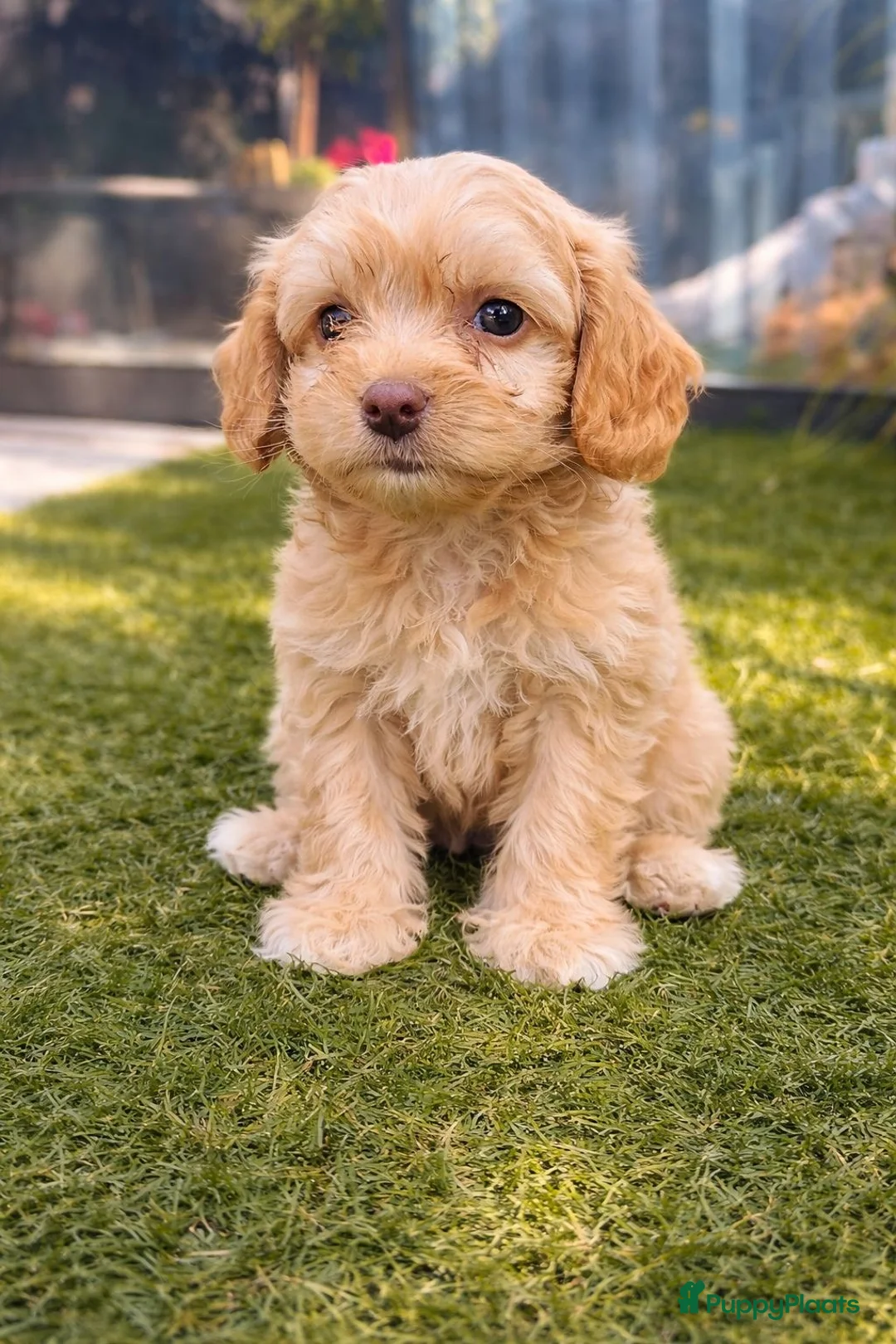 Maltipoo honden te koop: Maltipoo pup - Advertentie 1