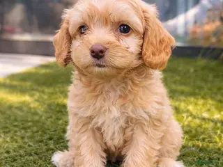 Maltipoo honden Maltipoo pup - Advertentie 1