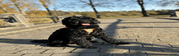 Australian Labradoodle honden ter dekking: Dekreu Medium Australian Labradoodle - Advertentie 7