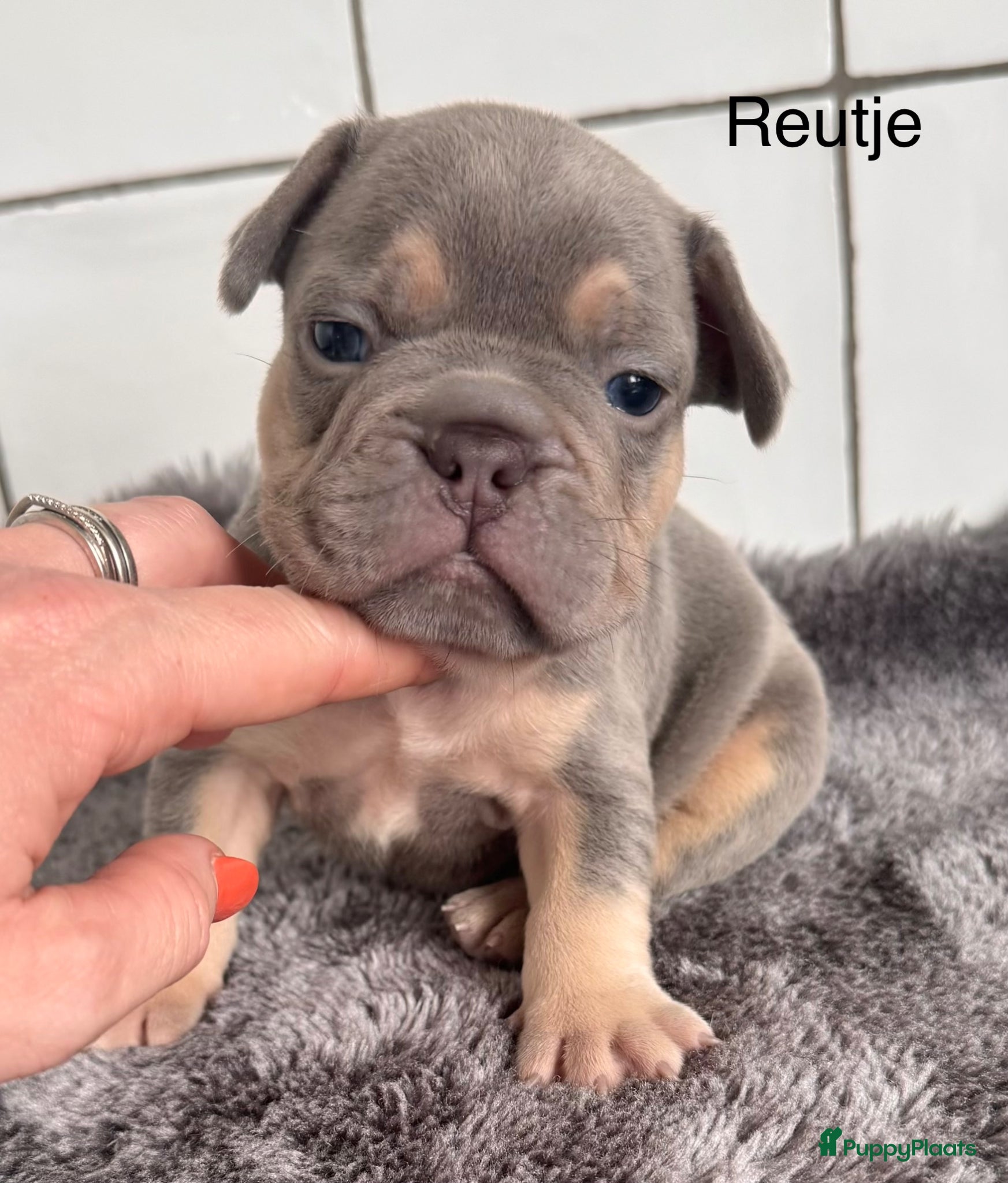 Franse Bulldog honden Prachtig nestje Franse Bulldog pups  - Advertentie 2