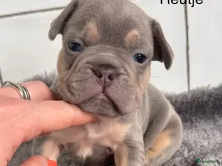 Franse Bulldog honden Prachtig nestje Franse Bulldog pups - Advertentie 2