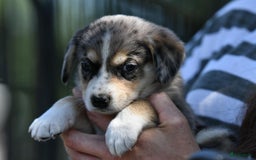 Australian Shepherd honden te koop: Australian Shepherd x Kelpie Pups in Maashees - Afbeelding 20