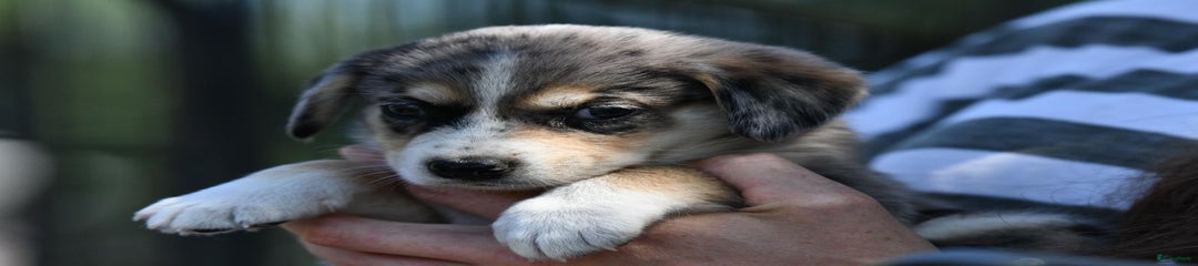 Puppy 7: Groen: Reu, Blue merle