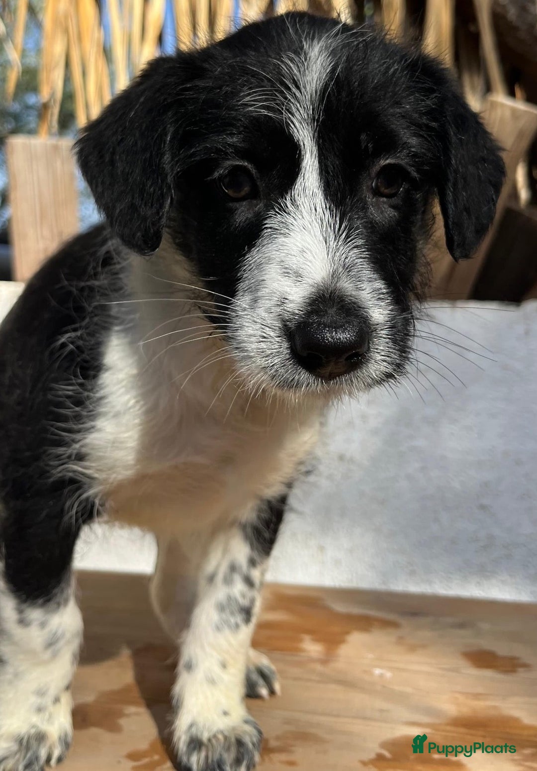 Kruising honden ter adoptie: gingi  waar mag haar mandje komen te staan?  - Advertentie 4