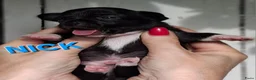 Chihuahua honden te koop: Mooie chihuahua pups - Advertentie 3
