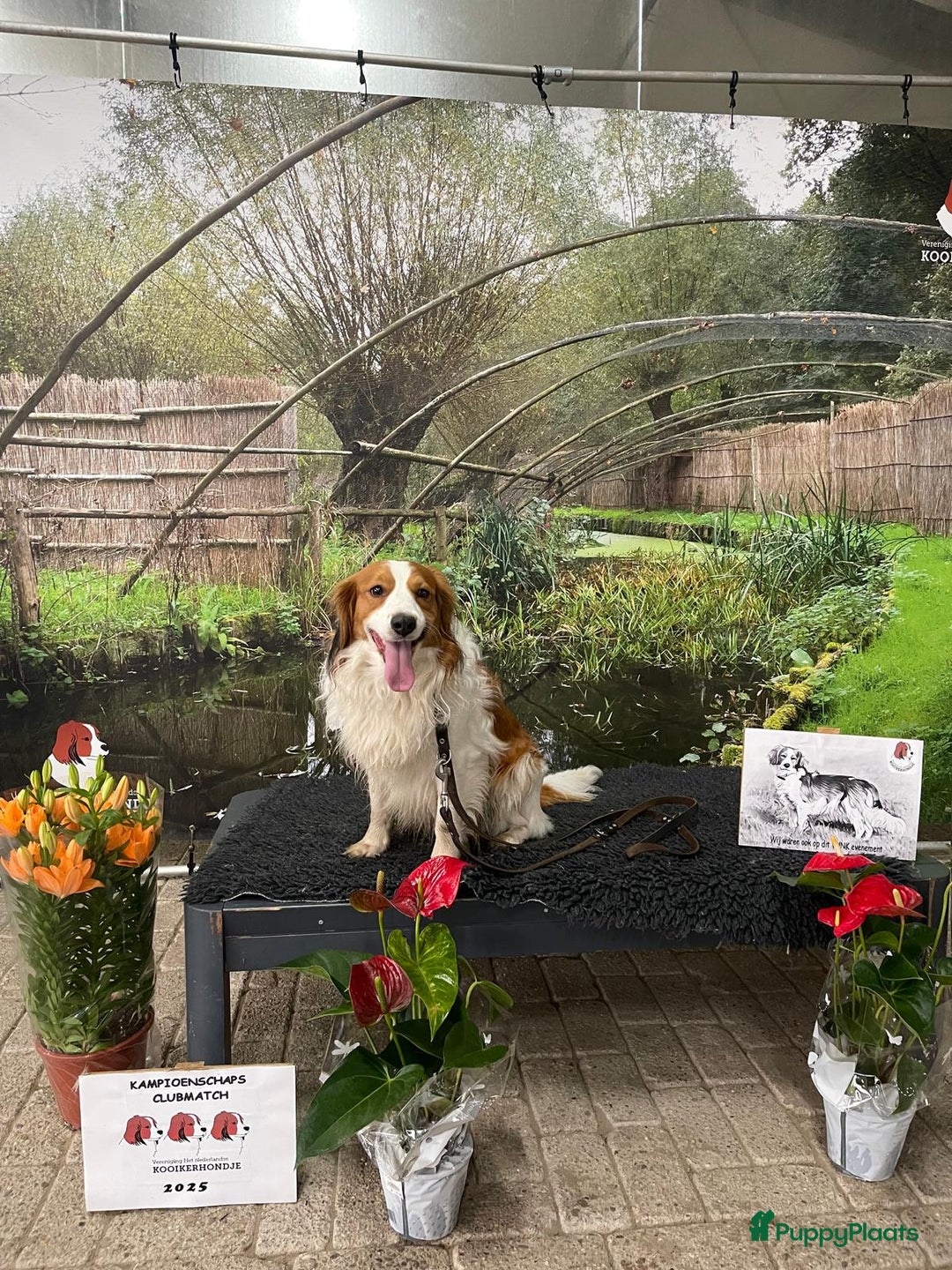 Kooikerhondje honden te koop: Supermooie gesocialiseerde reutjes - Advertentie 5