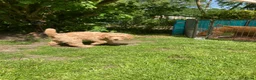 Australian Labradoodle honden te koop: Schitterende labradoodles - Advertentie 11