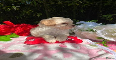 Maltipoo honden - Advertentie 4