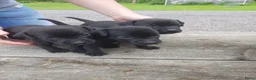 Patterdale Terrier honden te koop: Prachtig nestje Patterdale pups! in Ureterp - Advertentie 1