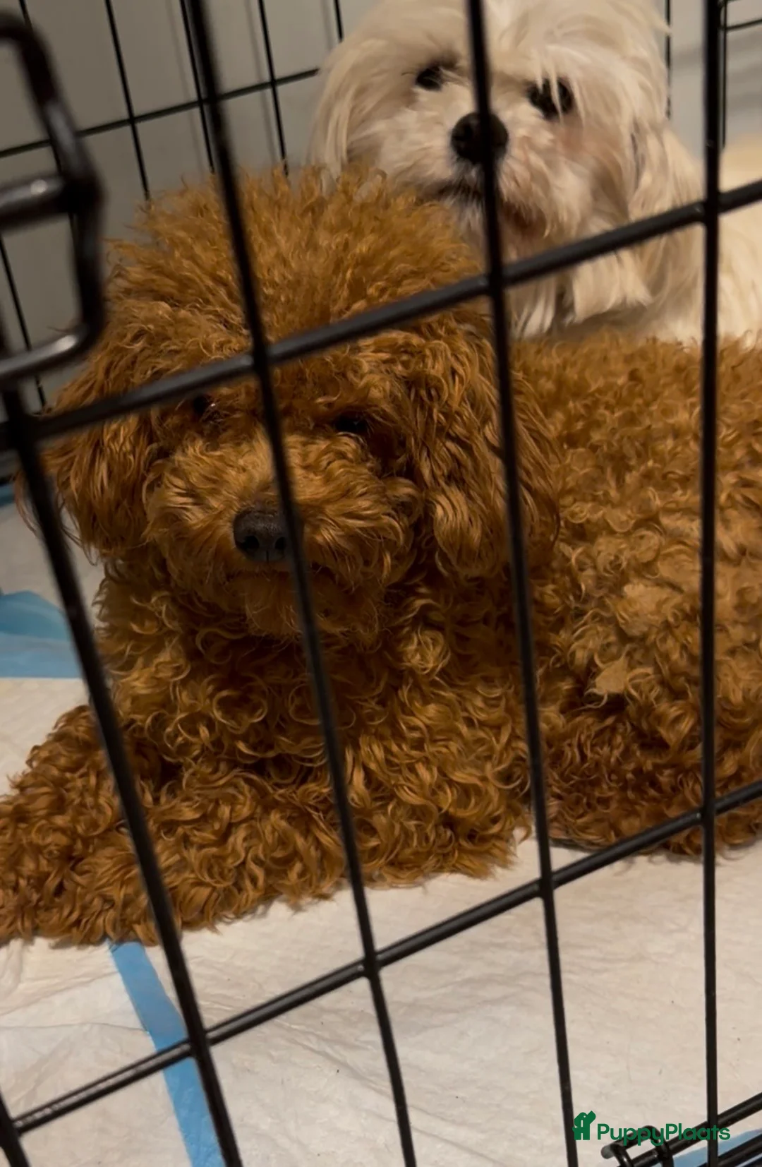 Maltipoo honden te koop: Prachtige mini MALTIPOO  pups mogen bijna verhuize - Advertentie 2