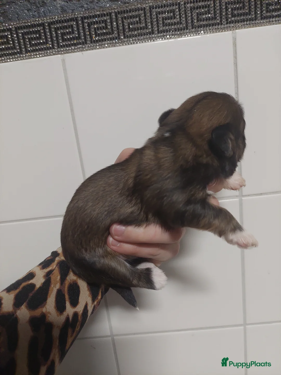 Shih Tzu honden te koop: Prachtige Shih Tzu pups beschikbaar ✨ reu en teef - Advertentie 2