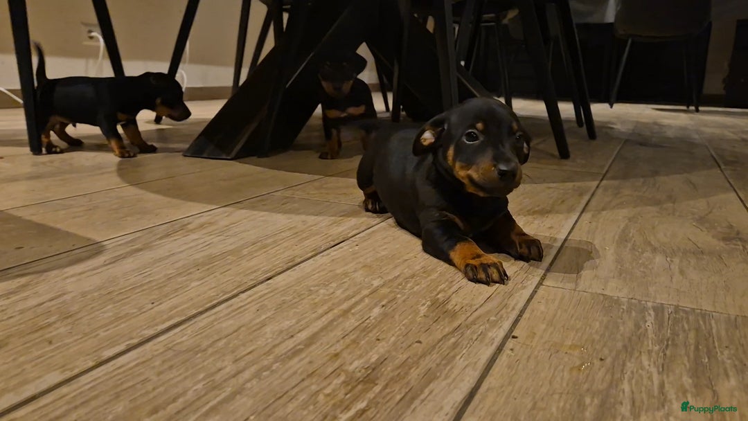 Jack Russel Terriër honden te koop: JACK RUSSEL PUPS - Advertentie 36