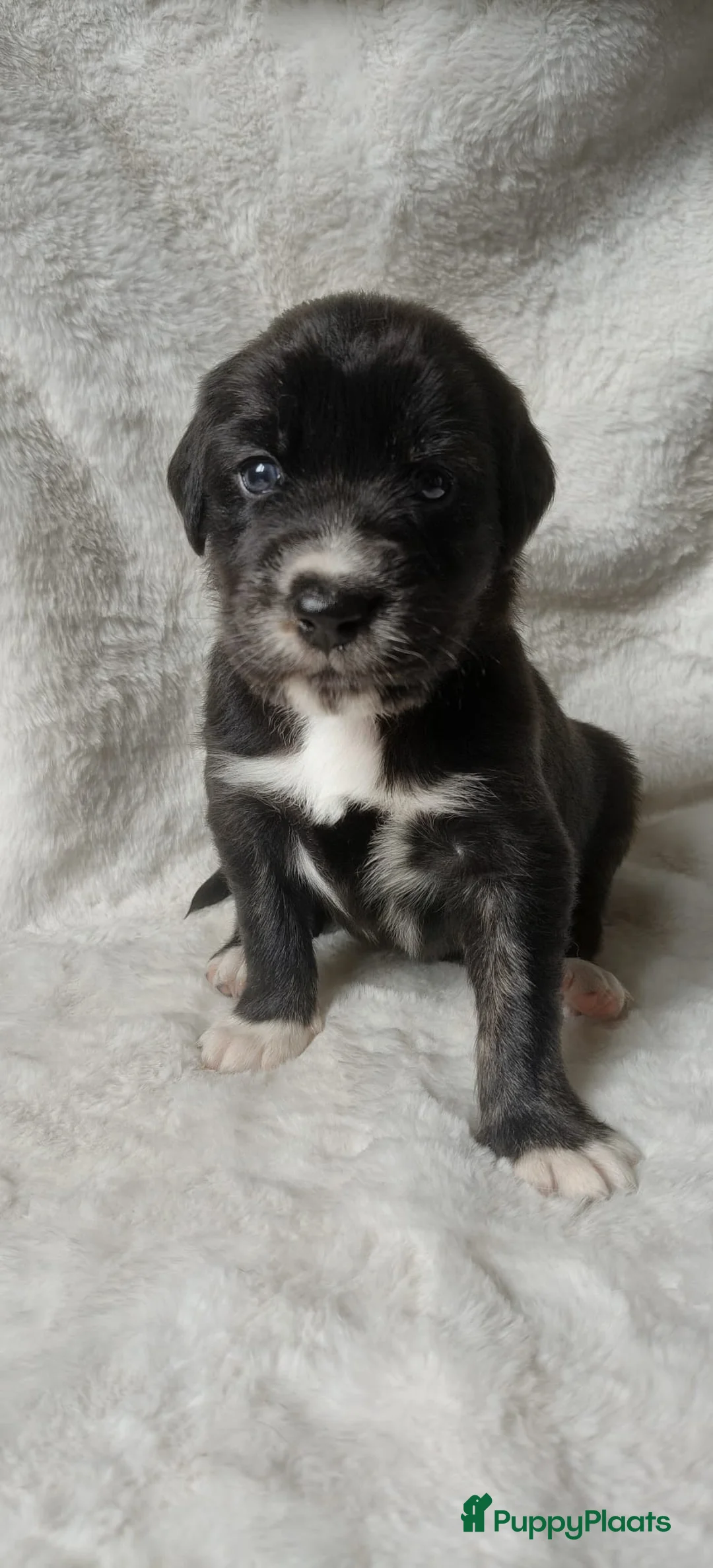 Kruising honden te koop: Australische herder x golden retriever pup in Udenhout - Advertentie 6