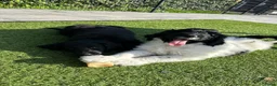 Kruising honden te koop: Kruising pups Doodle x Duitse stadoodle in Broeksterwald - Advertentie 5