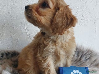 Cockapoo honden Cockapoo's F1 puppie's Reutjes Beschikbaar - Advertentie 1