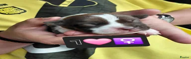 Kruising Puppy 1