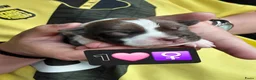 Kruising honden te koop: 6 mix pups in Oosterhout - Advertentie 7
