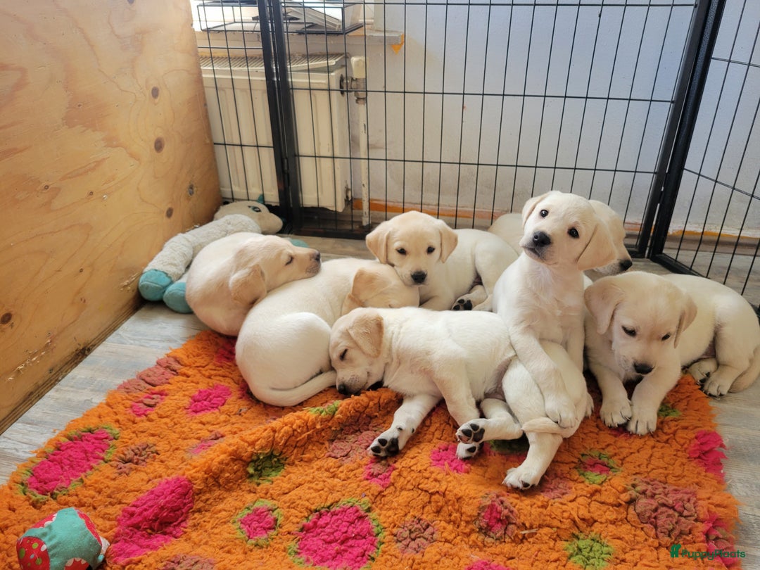 Labrador Retriever honden te koop: Stamboom fieldtrial labrador pups - Advertentie 5
