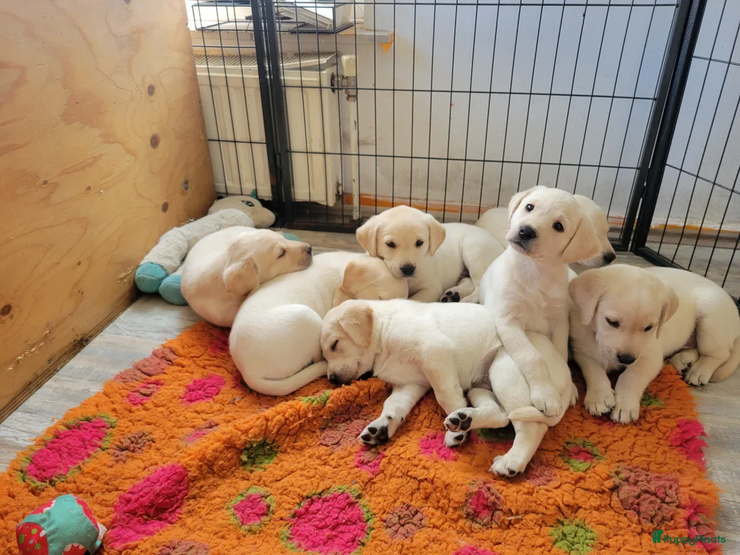 Labrador Retriever honden te koop: Stamboom fieldtrial labrador pups - Advertentie 5