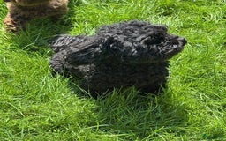 Shihpoo honden te koop: Shihpoo pups - Afbeelding 6
