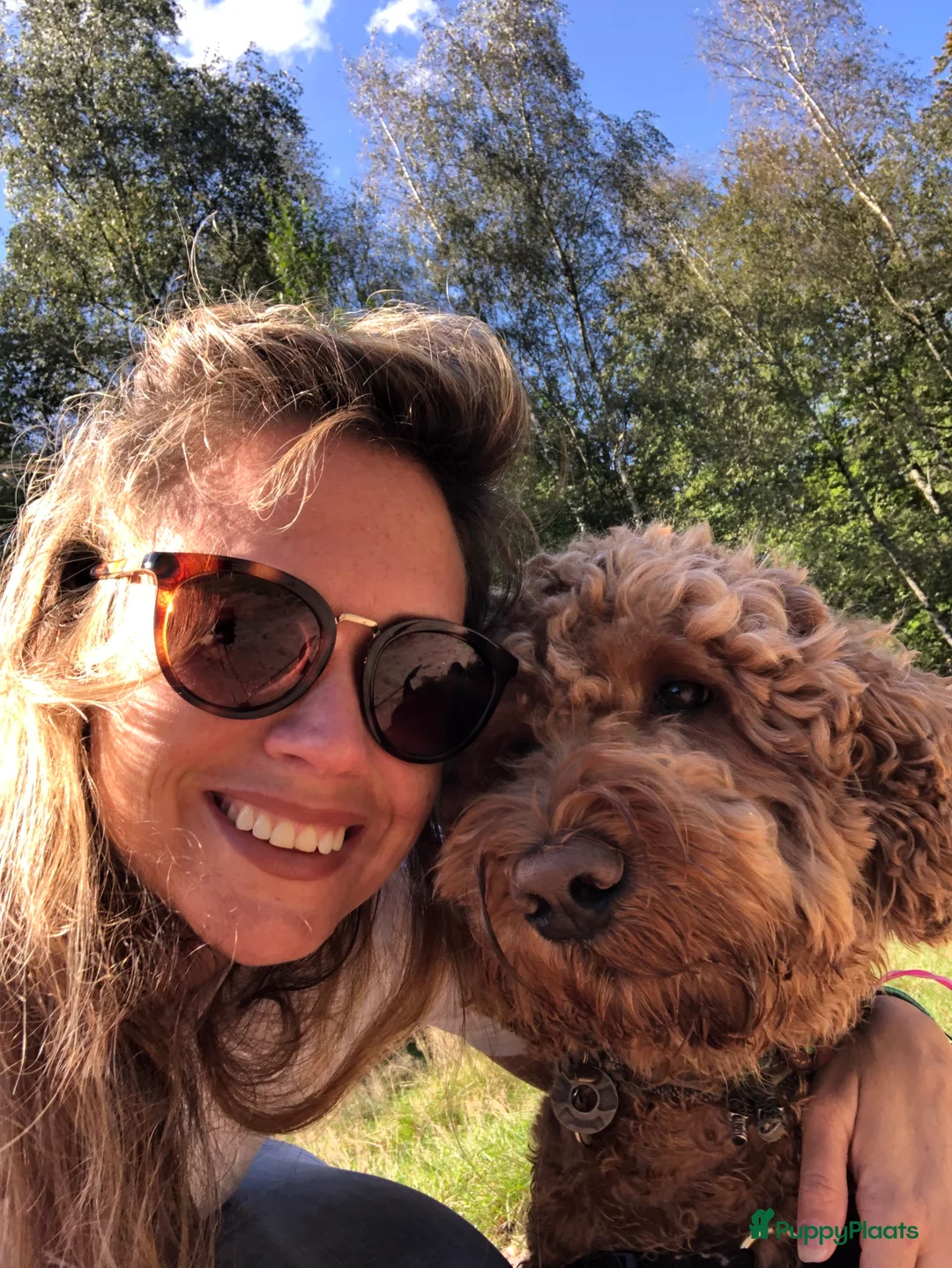 Labradoodle honden ter dekking: KNAPPE AUSTRALIAN LABRADOODLE DEKREU in Breda - Advertentie 11