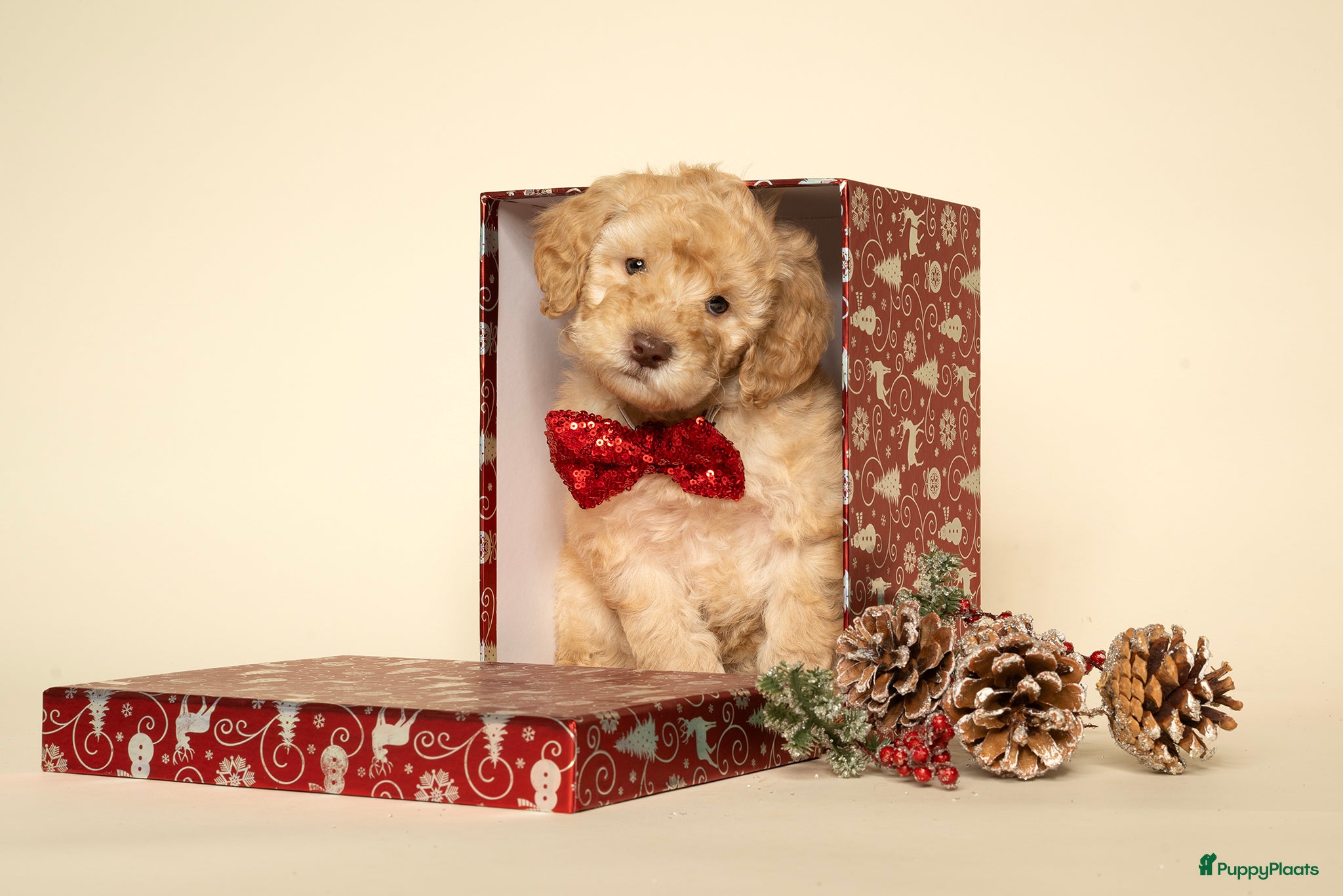 Labradoodle honden Mini labradoodle pups - Advertentie 2