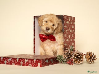 Labradoodle honden Mini labradoodle pups - Advertentie 1