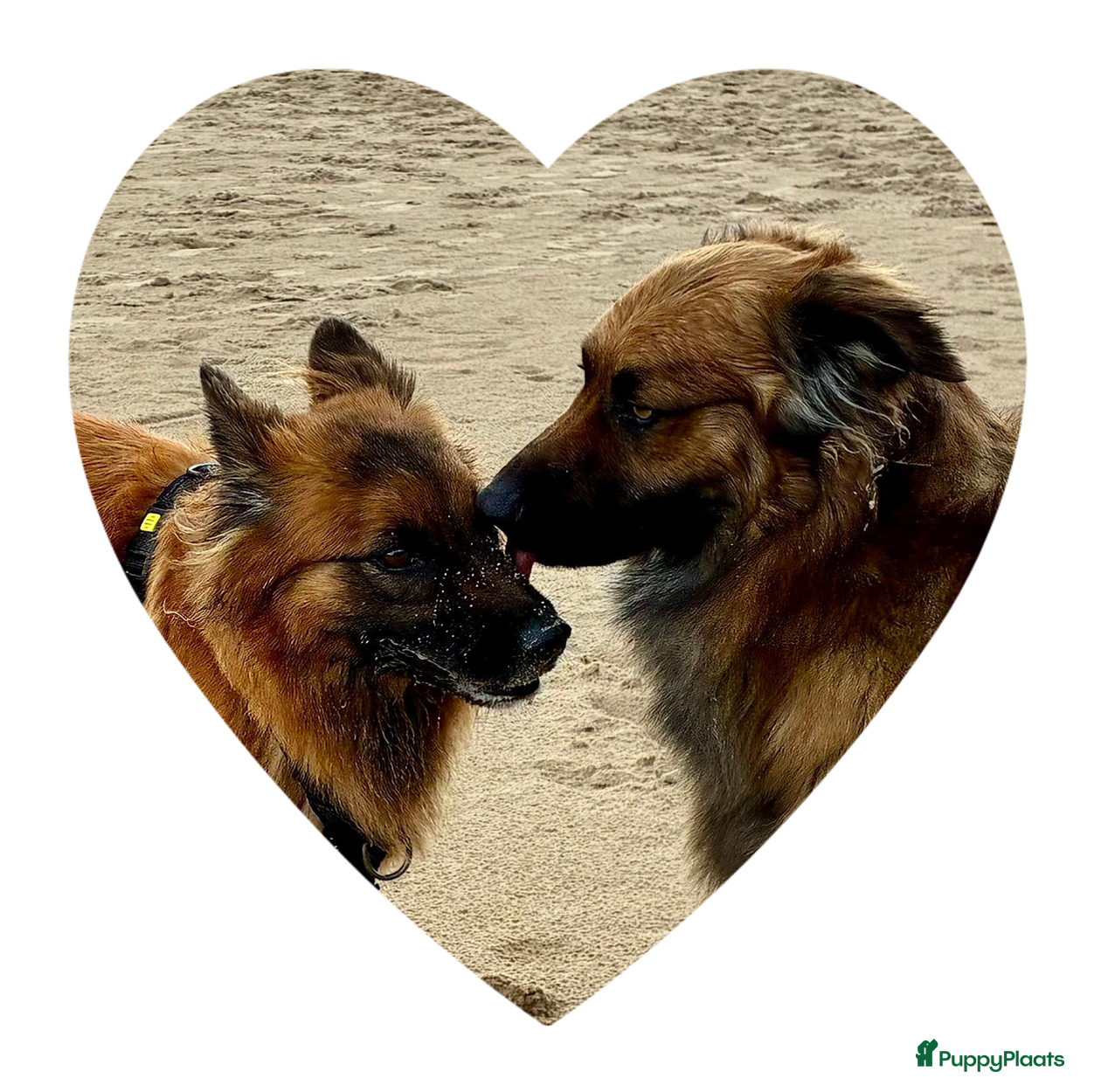 Mechelse Herder honden Eerste Baskische herder nestje van Nederland - Advertentie 2