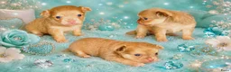 Chihuahua honden te koop: Langhaar chihuahuatjes - Advertentie 6
