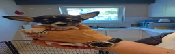 Chihuahua honden te koop: Prachtige kortharige chihuahuapups - Advertentie 7