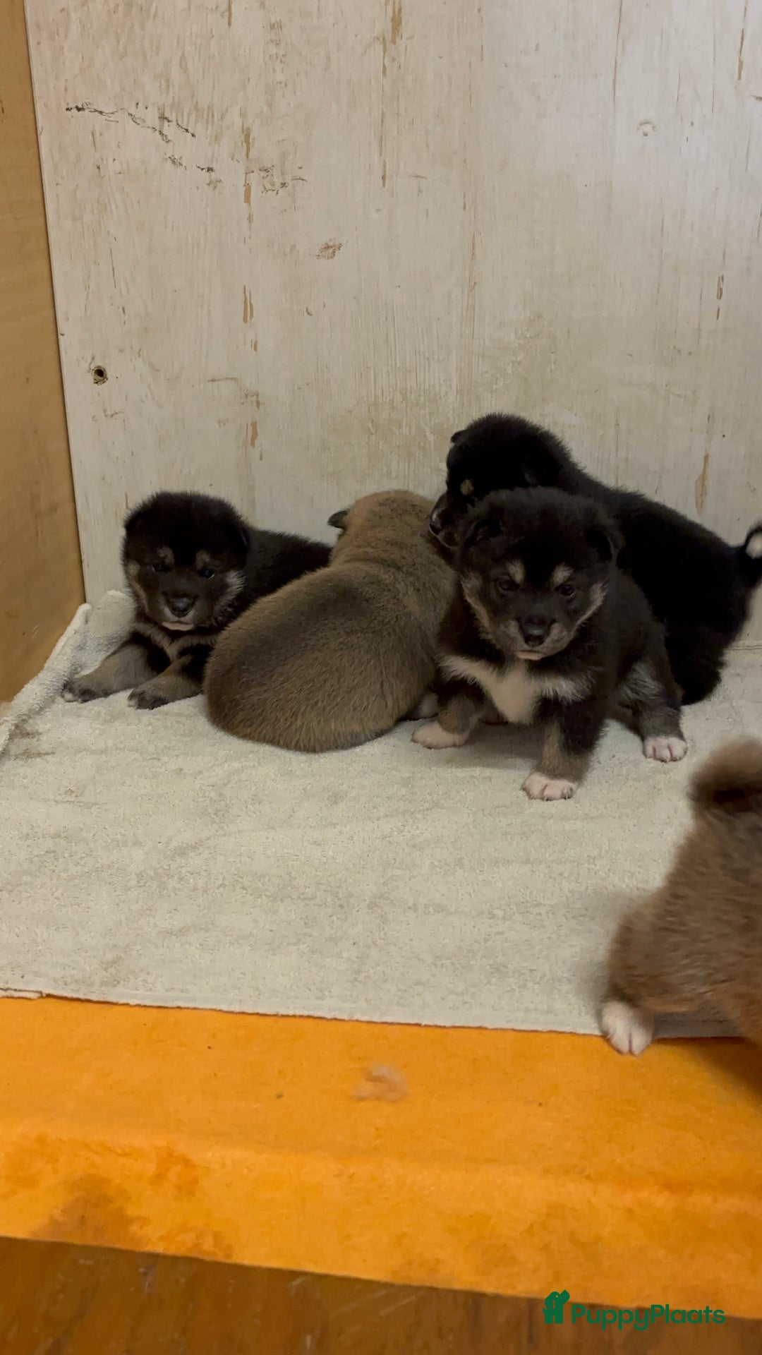 Shiba honden te koop: Shiba inu in Genk - Afbeelding 13