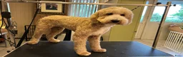 Kruising honden te koop: Irish Golden Doodle pups - Advertentie 3