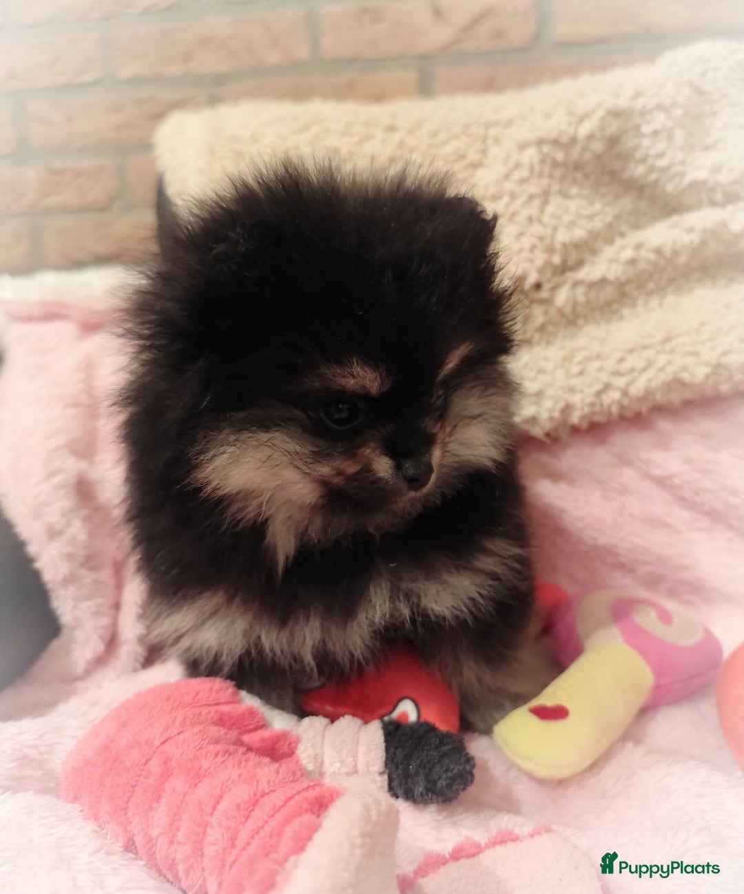 Pomeriaan honden te koop: Nog twee super schattige knappe pomeranian puppys - Advertentie 3