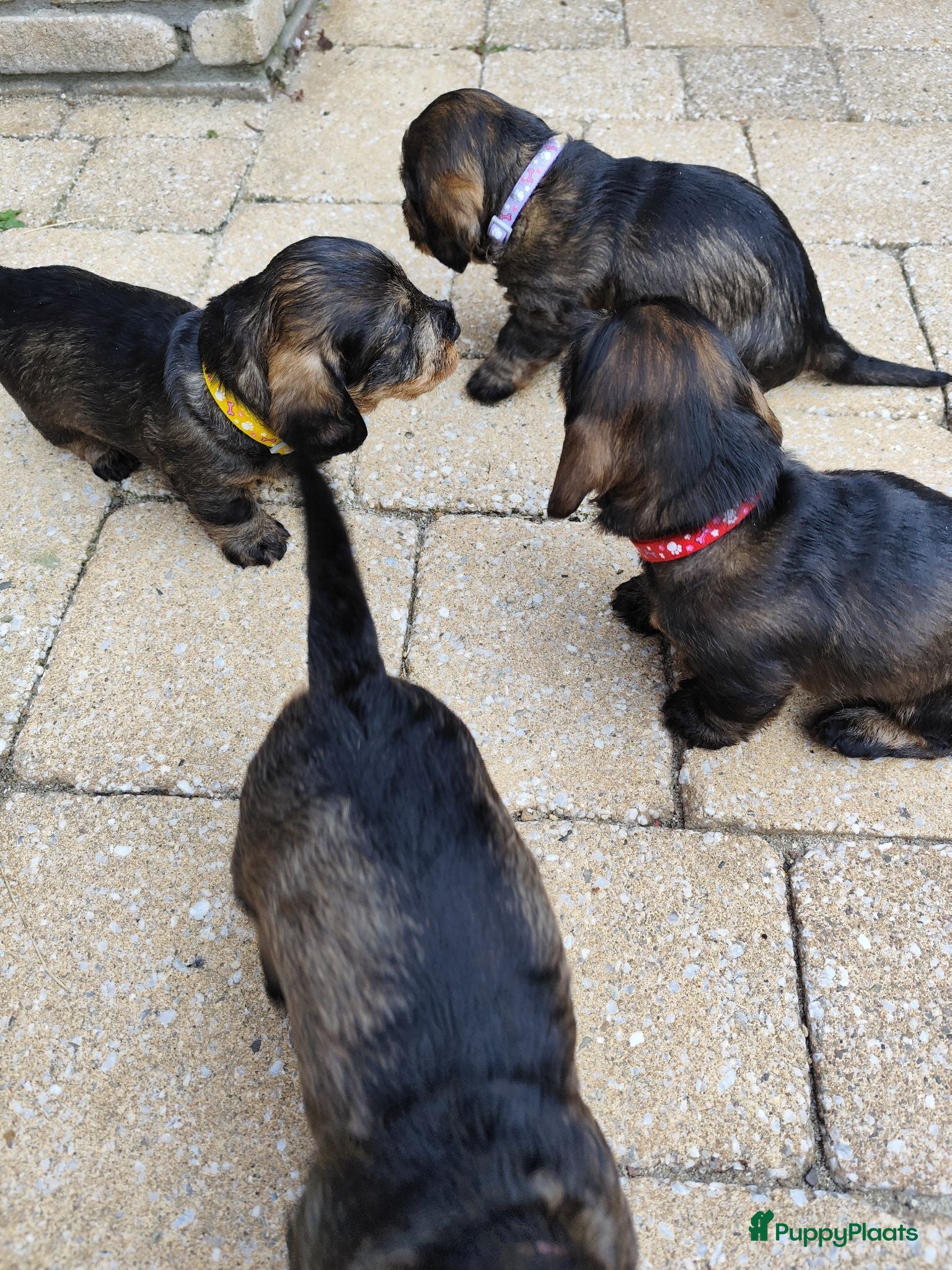 Ruwhaar Teckel honden Prachtige lieve ruwharige standaard teckel pups - Advertentie 3