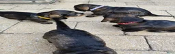 Ruwhaar Teckel honden te koop: Ruwharige teckel pup (standaard) - Advertentie 7