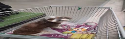 Kruising honden te koop: Mooie Boomer pups - Advertentie 1