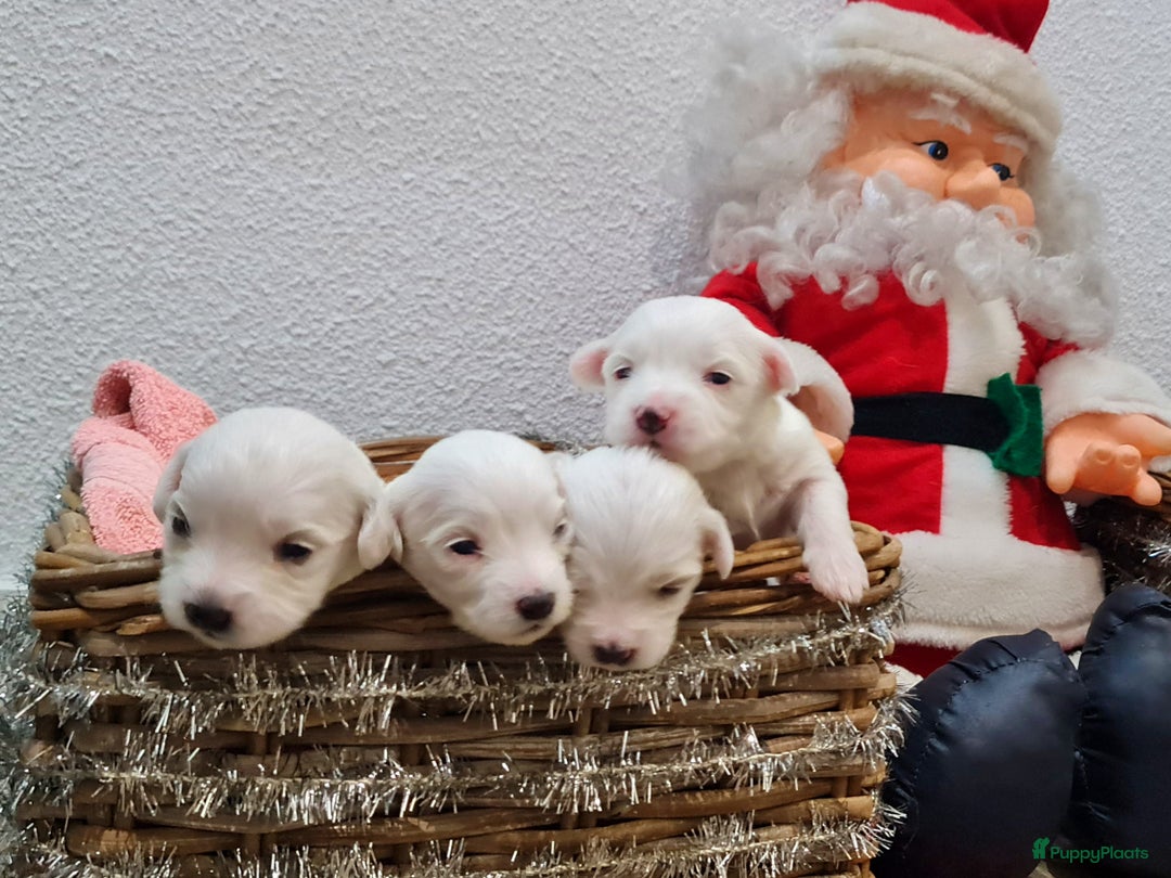 Maltezer honden te koop: 🥰 7 Prachtige Maltezer pups! 🐶 - Advertentie 5