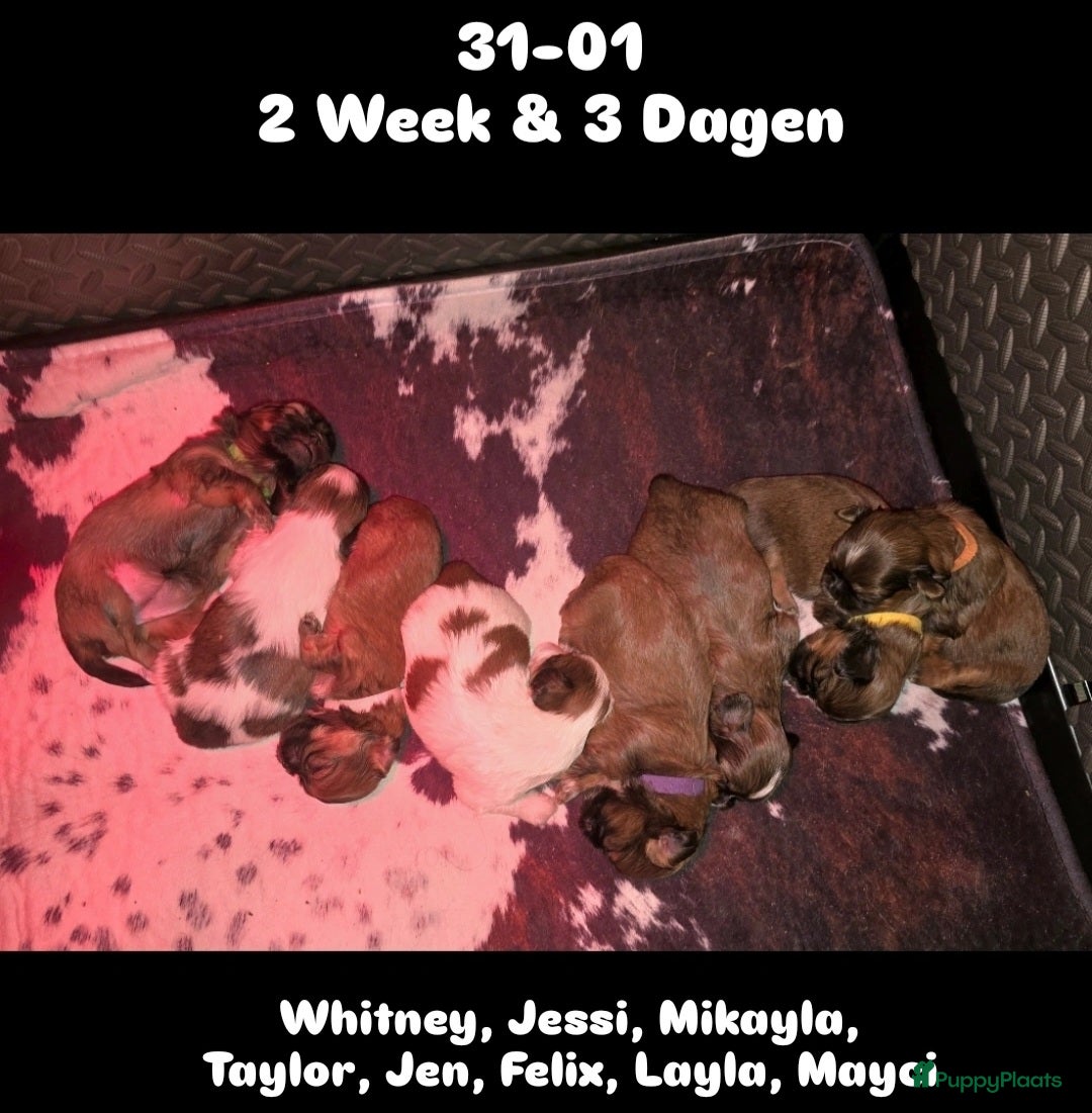 Kruising honden Boomer pups 14-1 geboren (Shih-Tzu x Boomer) - Advertentie 1