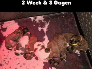 Kruising honden Boomer pups 14-1 geboren (Shih-Tzu x Boomer) - Advertentie 1