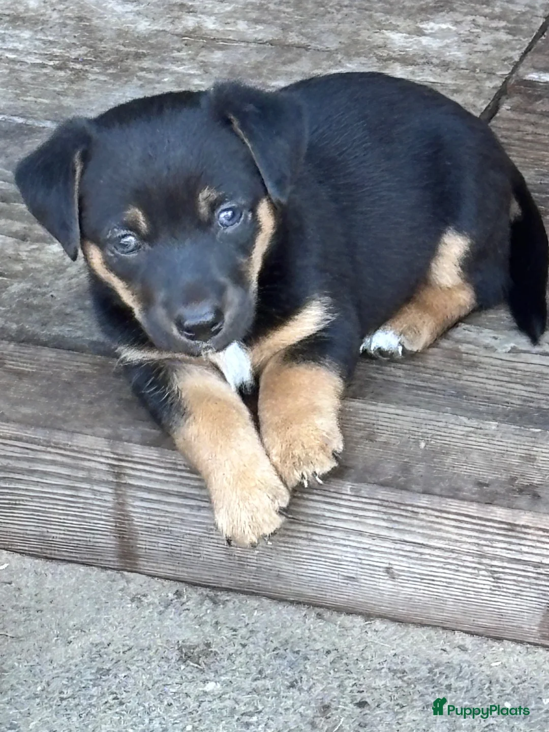 Jack Russel Terriër honden te koop: 5 lieve jack Russell puppy’s  - Advertentie 17
