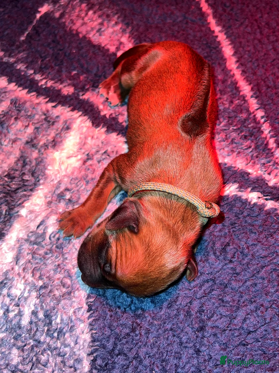 Rhodesian Ridgeback honden te koop: Rhodesian Ridgeback pups - Advertentie 2