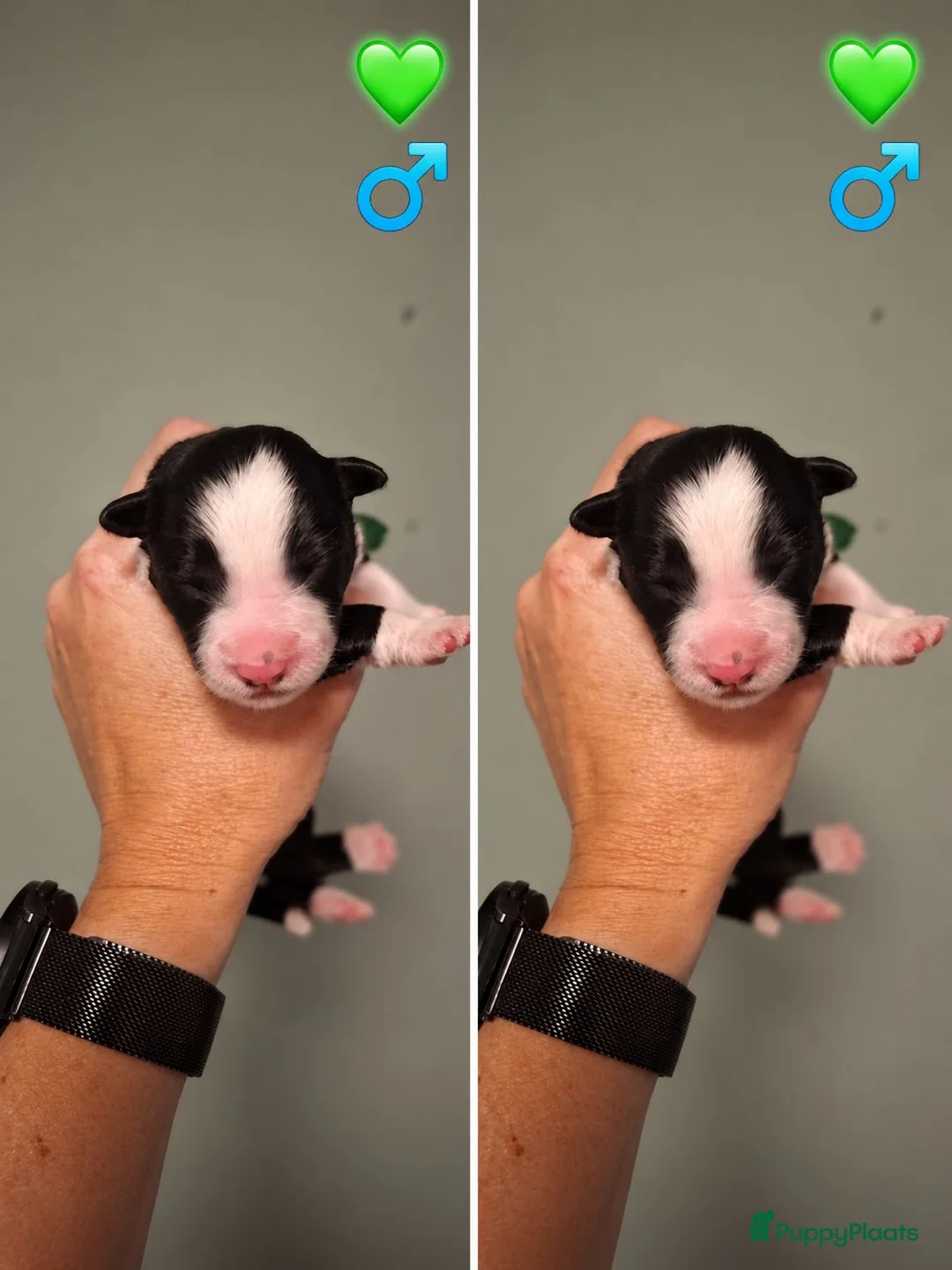 Border Collie honden te koop: Liefdevol gefokte Border Collie pups (FCI/LOSH) - Advertentie 20