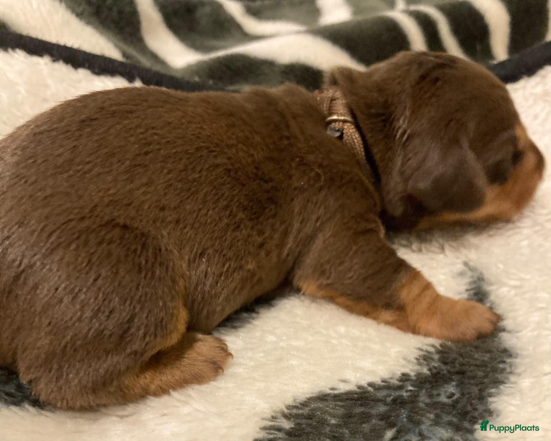 Ruwhaar Teckel honden Prachtige Standaard Ruwhaar Teckelpuppy’s ,  - Advertentie 2