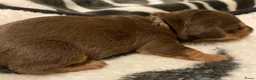 Ruwhaar Teckel honden te koop: Prachtige Standaard Ruwhaar Teckelpuppy’s ,  - Advertentie 2